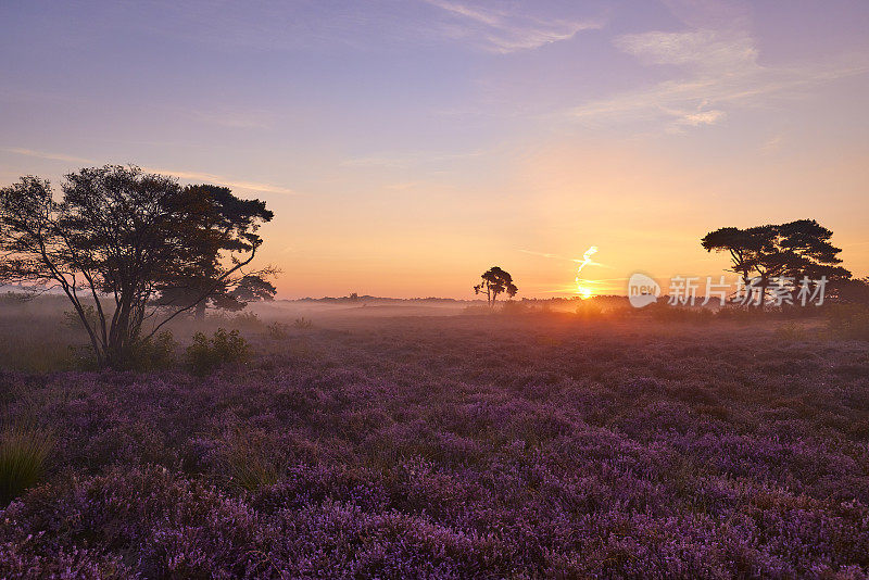 荷兰Veluwe Zuiderheide公园盛开的石楠花。荷兰